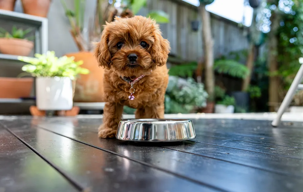 5 Tips for Choosing the Best Dog Food for Your Pet
